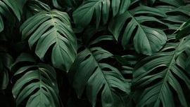 Leaf 19.jpeg