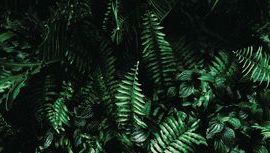 leaf 221.jpg