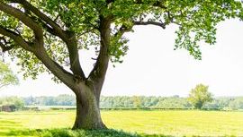 Tree 2.jpg