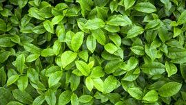 Leaf 9.jpeg