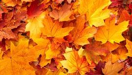 Leaf 1.jpeg