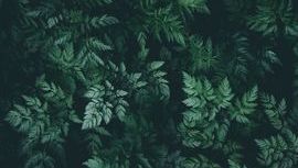 Leaf 14.jpeg